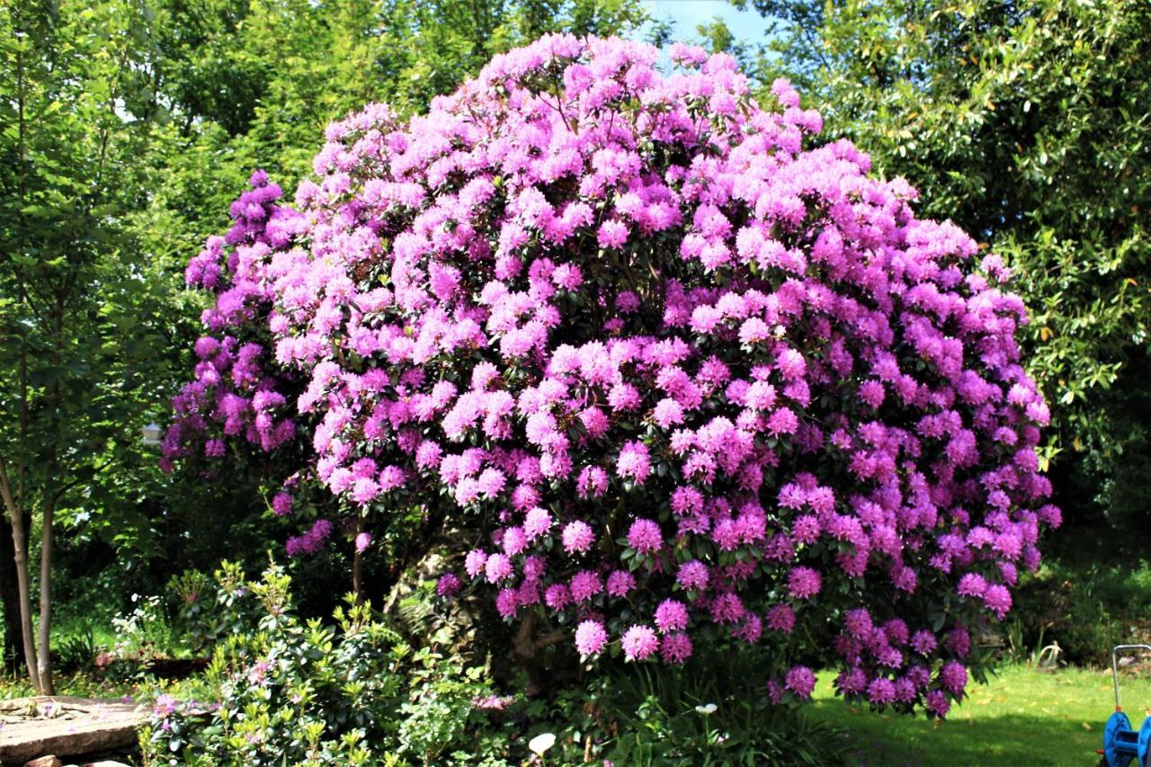 Keryerna Ar C'Haouled "Aux Hortensias" Clevacance Saint-Méen Екстериор снимка